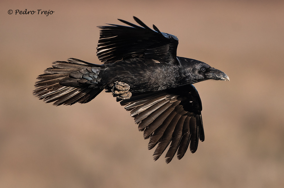 Cuervo (Corvus corax)